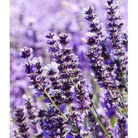 LAVANDA HIDROLATO LAVAND...